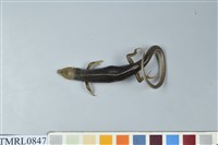 藏品(麗紋石龍子)的圖片